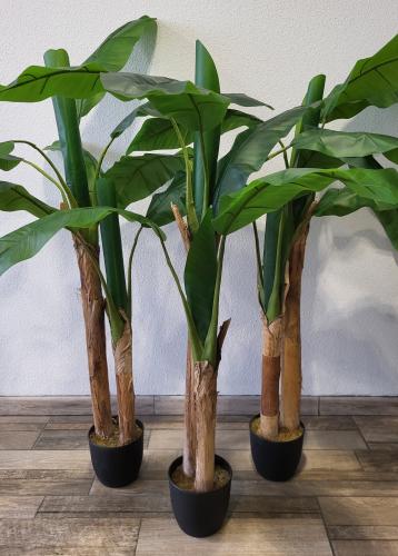 Plante verte - Bananier 